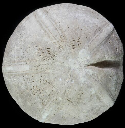 Jurassic Sea Urchin (Clypeus plotti) - England #65841